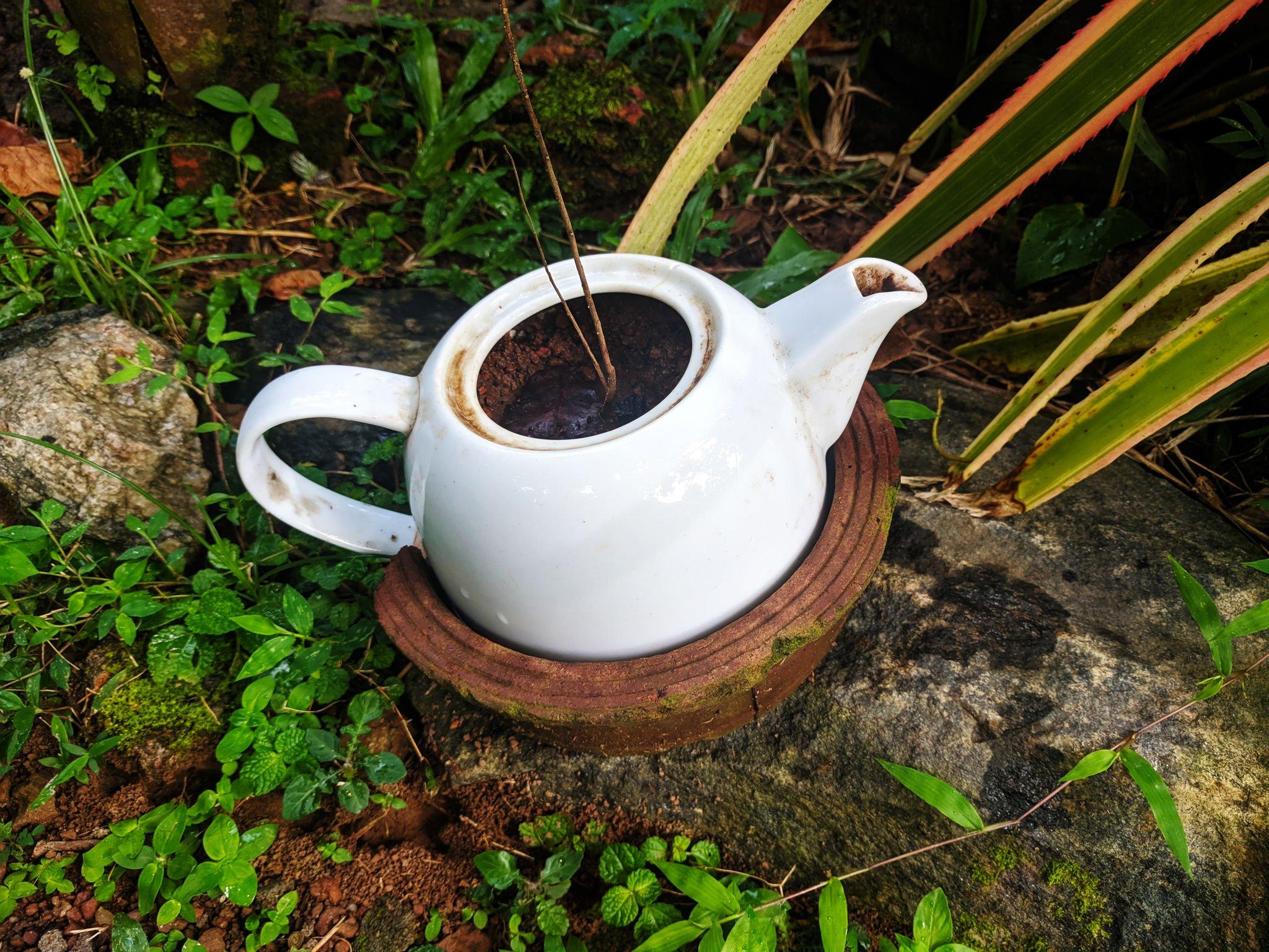 will coffee grounds kill weeds