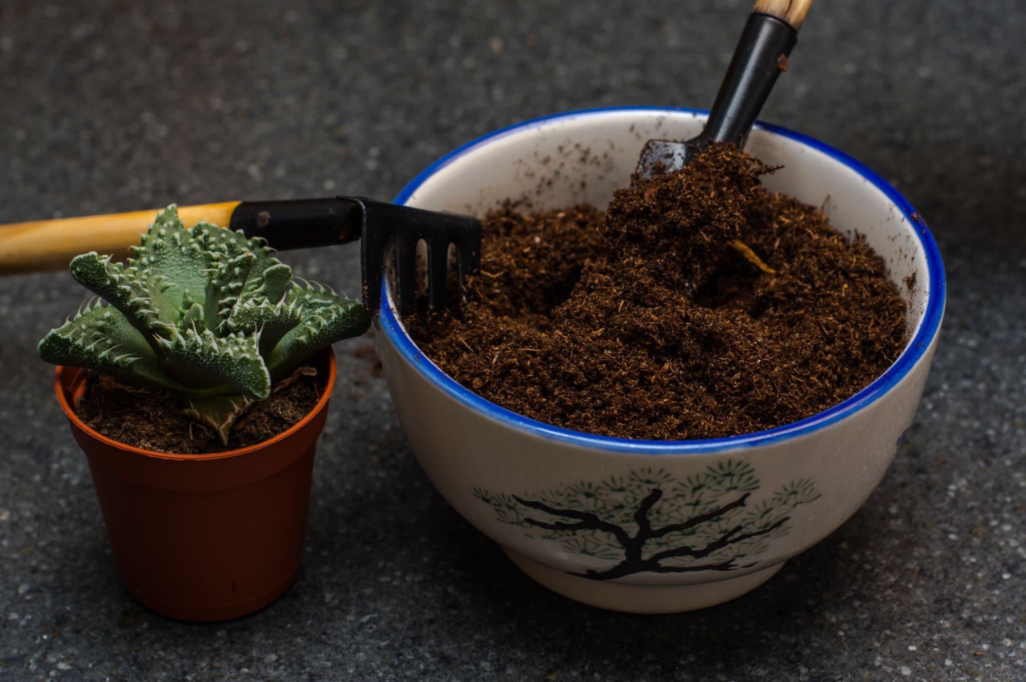 will coffee grounds kill weeds