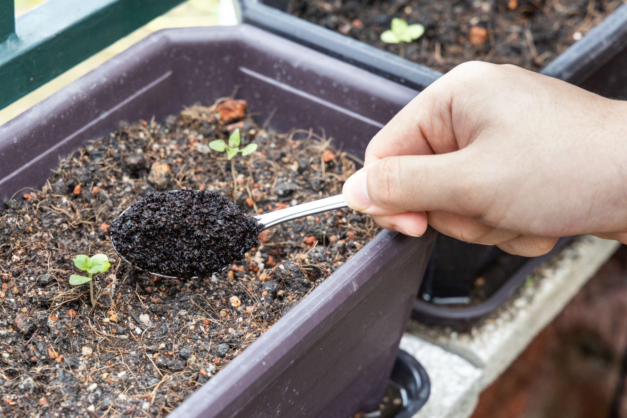 How Often Coffee Grounds In Garden