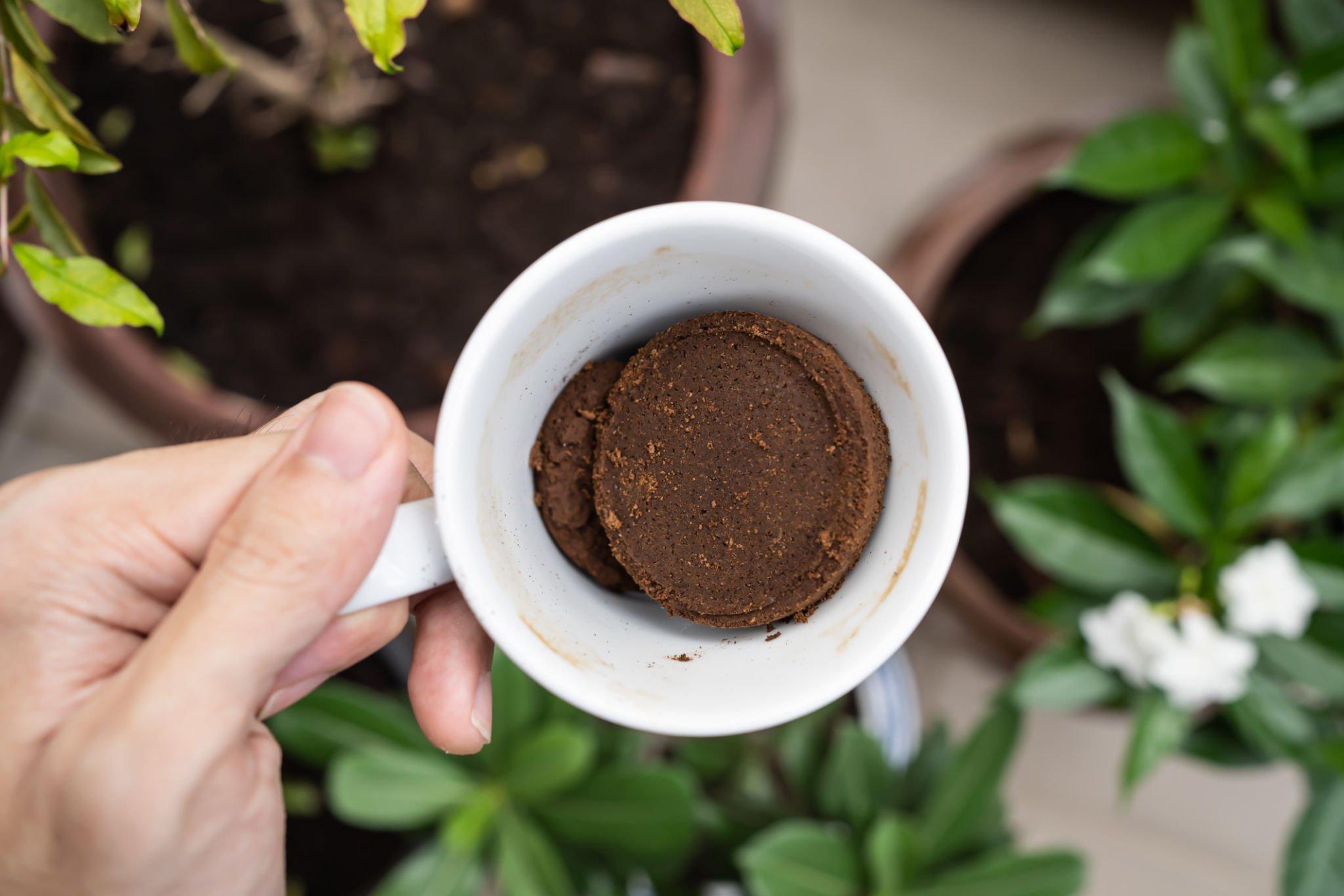 How Often Coffee Grounds In Garden